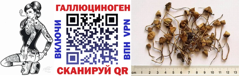 Галлюциногенные грибы Psilocybine cubensis Батайск